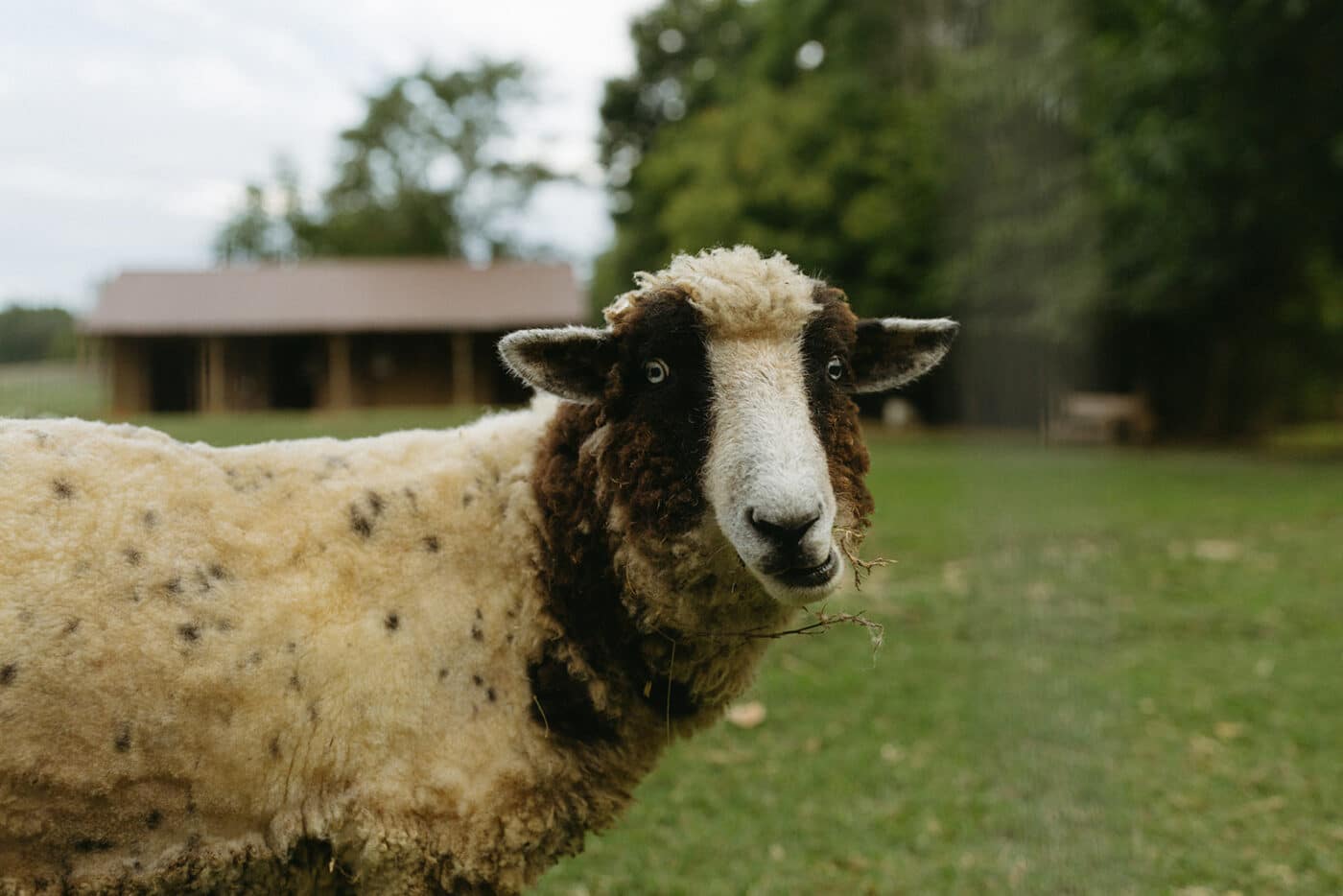 A sheep facing the camera