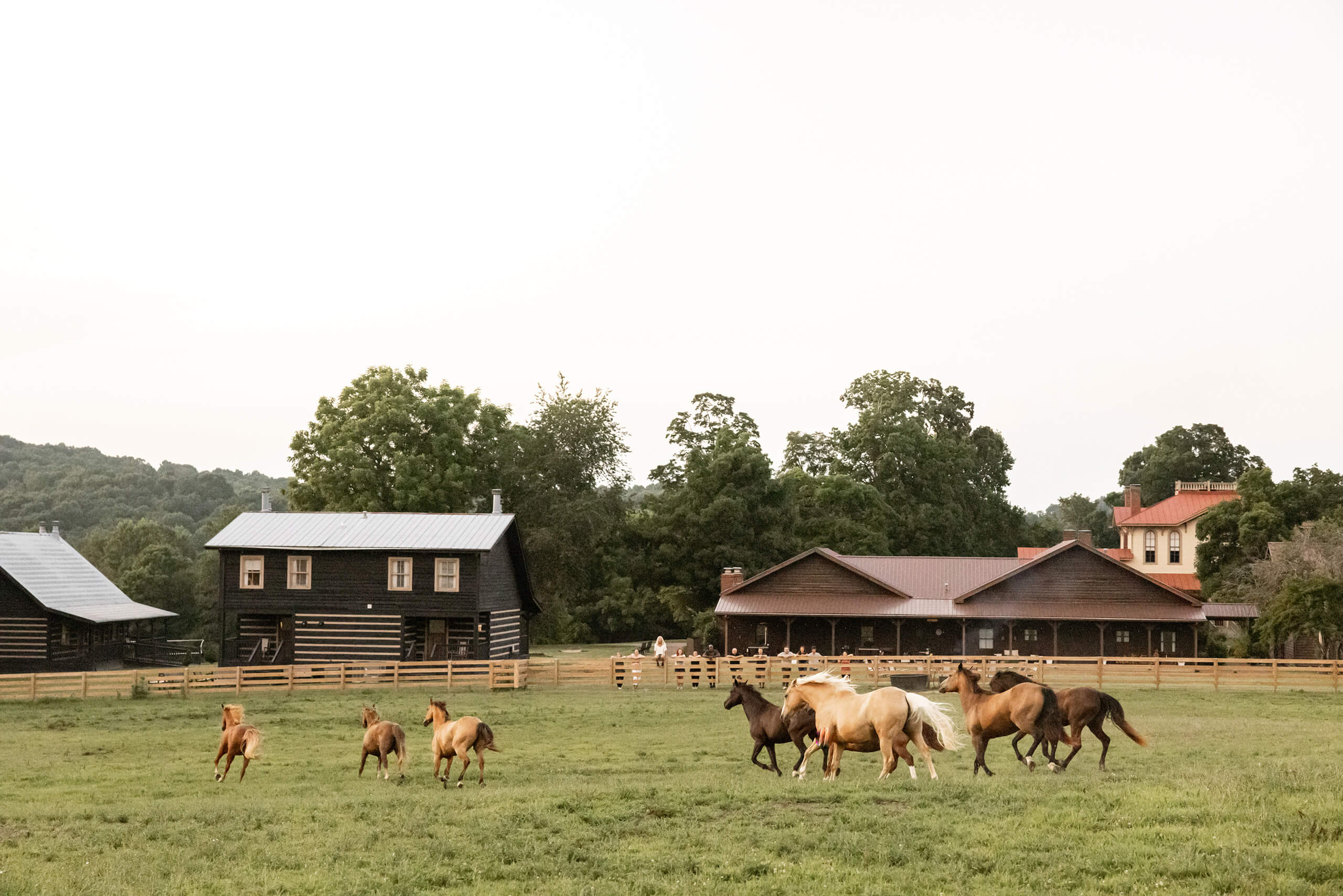 Horses galloping through a pasture