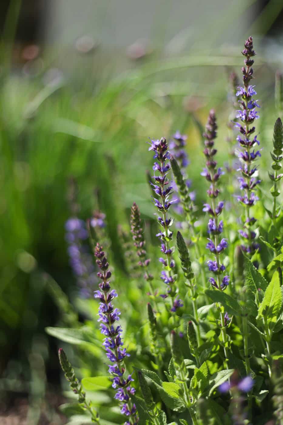 A closeup shot of purple flowering plant
