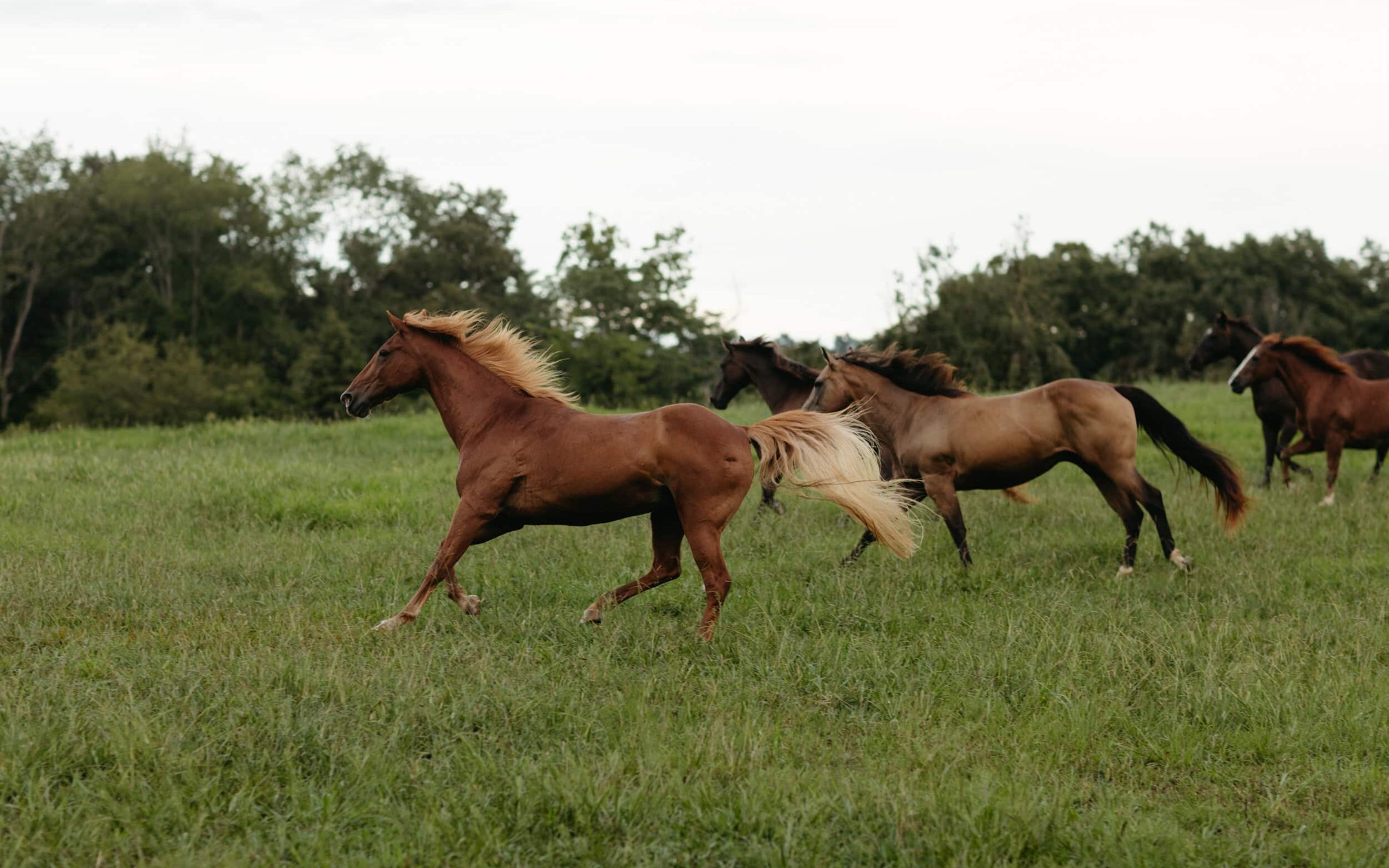 Horses galloping through a field